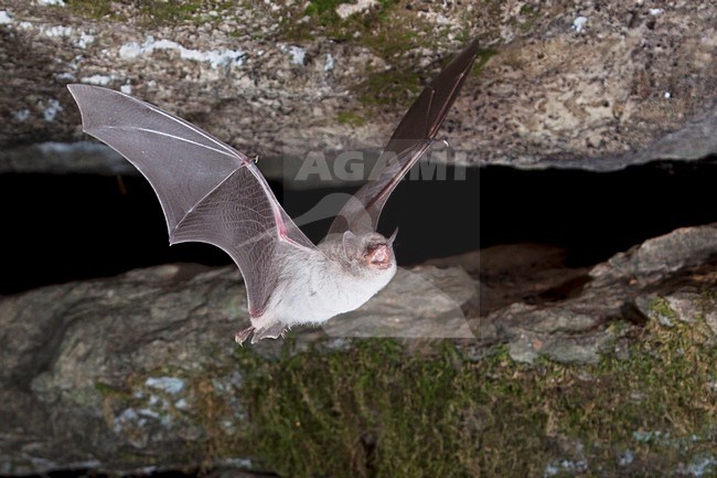 Capaccini's Vleermuis verlaat grot, Long Fingered Bat leaving cave stock-image by Agami/Theo Douma,