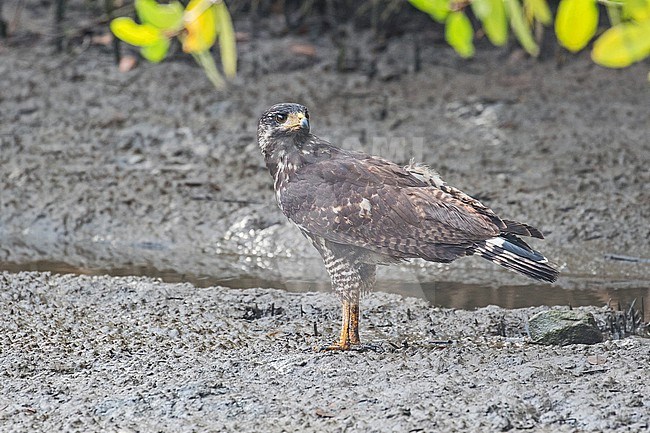 Immature Common Black Hawk (Buteogallus anthracinus) in Mexico. stock-image by Agami/Pete Morris,