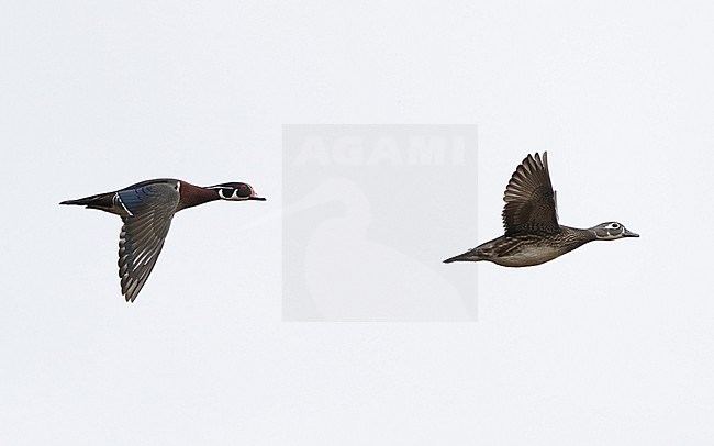 Pair of Wood Duck (Aix sponsa) in flight at New Jersey, USA stock-image by Agami/Helge Sorensen,