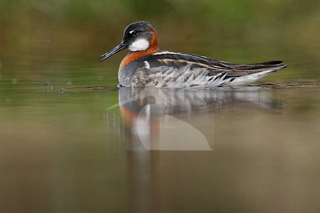 Grauwe Franjepoot zwemmend;  Red-necked Phalarope swimming stock-image by Agami/Menno van Duijn,