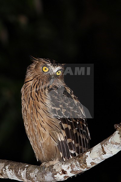 Buffy fish owl (Ketupa ketupu) at night on a branch along the Kinabatangan river in Sabah, Bornean Malaysia. stock-image by Agami/James Eaton,