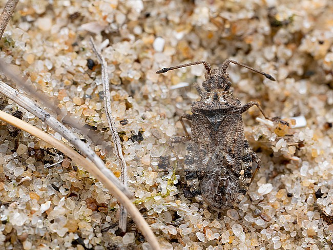 Imago of Arenocoris fallenii stock-image by Agami/Arnold Meijer,
