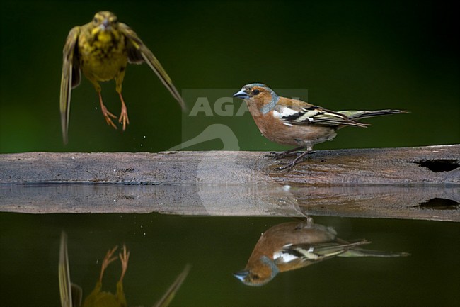 Mannetje Vink bij drinkplaats; Male Common Chaffinch at drinking site stock-image by Agami/Marc Guyt,