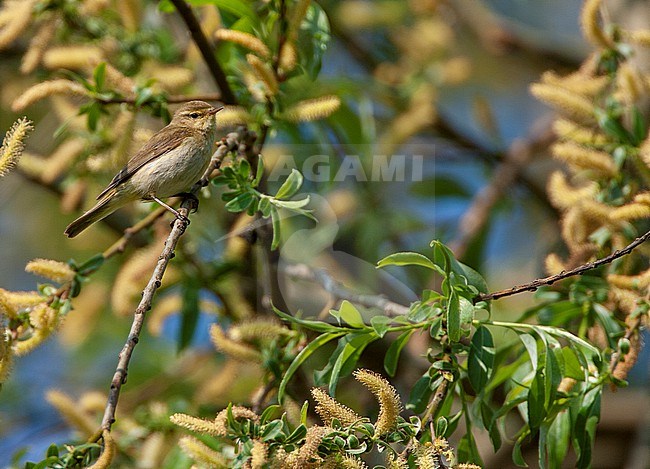 Iberian Chiffchaff (Phylloscopus ibericus) in the Netherlands. stock-image by Agami/Marc Guyt,
