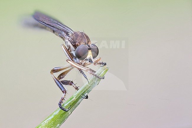 Leptogaster pubicornis, France (Alsace), imago, female stock-image by Agami/Ralph Martin,