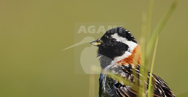 Volwassen mannetje IJsgors in broedgebied; Adult male Lapland Longspur at breeding site stock-image by Agami/Markus Varesvuo,