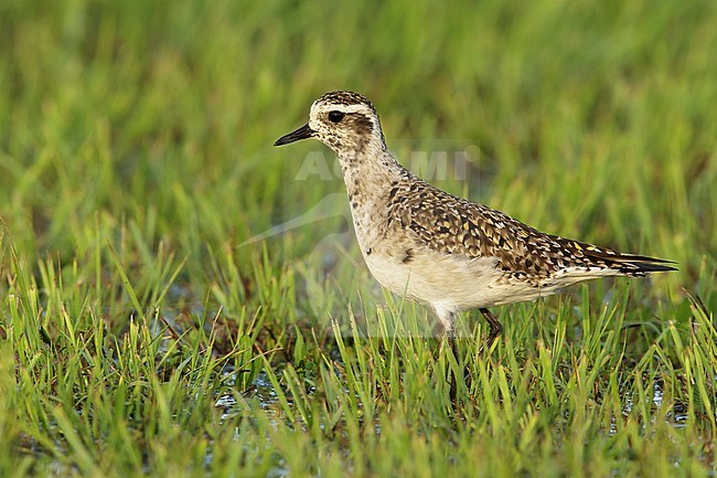 Adult American Golden Plover (Pluvialis dominica) in transition to breeding plumage. In wetland at Galveston County, Texas, United States. April 2016. stock-image by Agami/Brian E Small,
