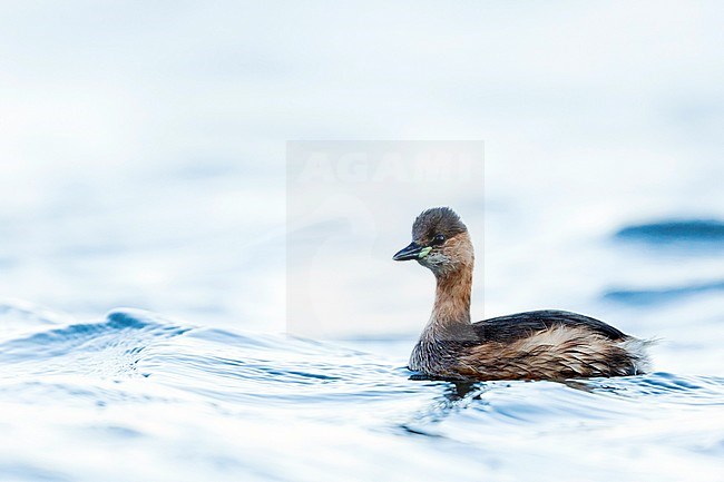 Wintering Little Grebe (Tachybaptus ruficollis ruficollis) on a lake in Germany. stock-image by Agami/Ralph Martin,