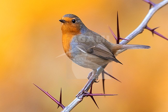 Beautiful European Robin (Erithacus rubecula) perched on a stunning shaped branch in Italy. Perched against a colorful orange background. stock-image by Agami/Daniele Occhiato,