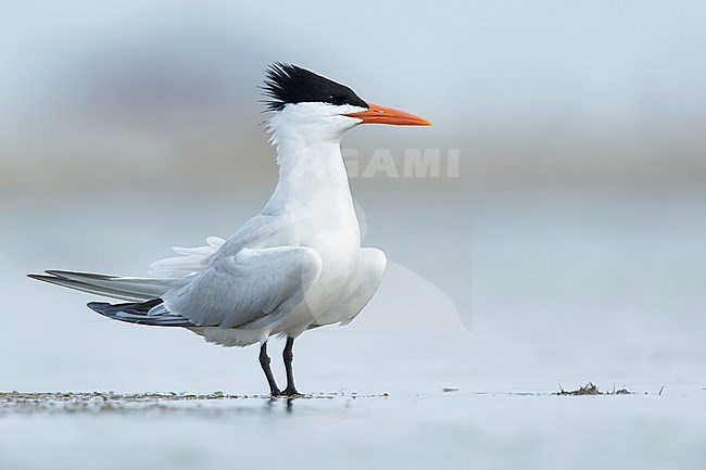 Adult American Royal Tern (Thalasseus maximus) standing on a beach in Galveston County, Texas, USA during sprint. Standing in shallow sea water. stock-image by Agami/Brian E Small,