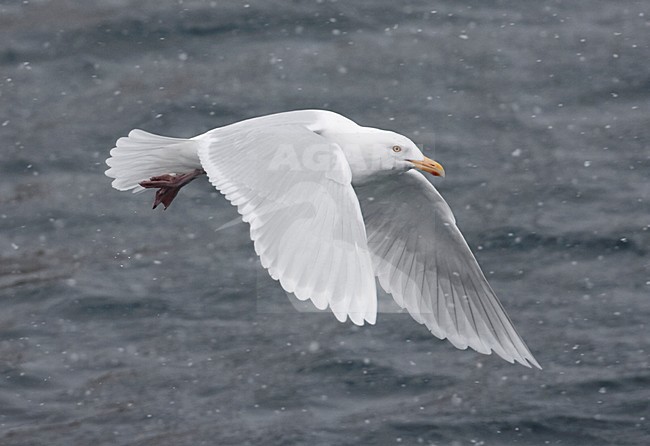 Grote Burgemeester, Glaucous Gull, Larus hyperboreus stock-image by Agami/Jari Peltomäki,