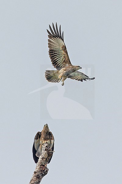 Whistling Kite, Haliastur sphenurus, in West Papua, Indonesia. stock-image by Agami/Pete Morris,