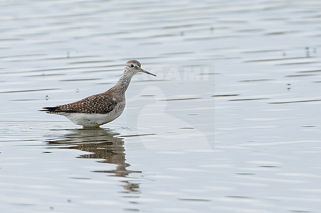 Lesser Yellowleg, Kleine Geelpootruiter, Tringa flavipes, Great Britain, adult stock-image by Agami/Ralph Martin,