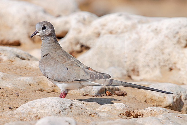 Namaqua Dove (Oena capensis) taken the 03/03/2023 at Thumrait - Oman. stock-image by Agami/Nicolas Bastide,