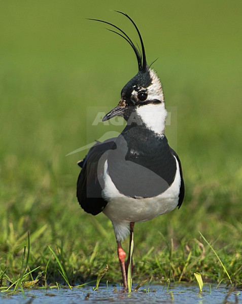 Kievit, Northern Lapwing; Vanellus vanellus stock-image by Agami/Hans Germeraad,