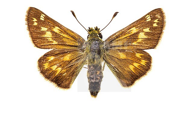 Silver-spotted Skipper, Hesperia comma stock-image by Agami/Wil Leurs,