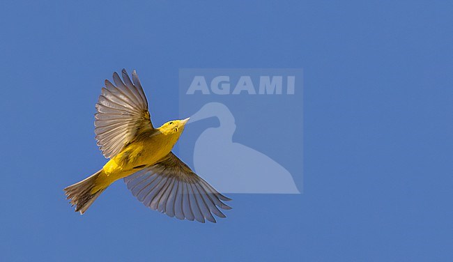 Migrating Wilson's Warbler, Cardellina pusilla, in North America. stock-image by Agami/Ian Davies,