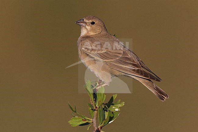 manual updated stock-image by Agami/Daniele Occhiato,