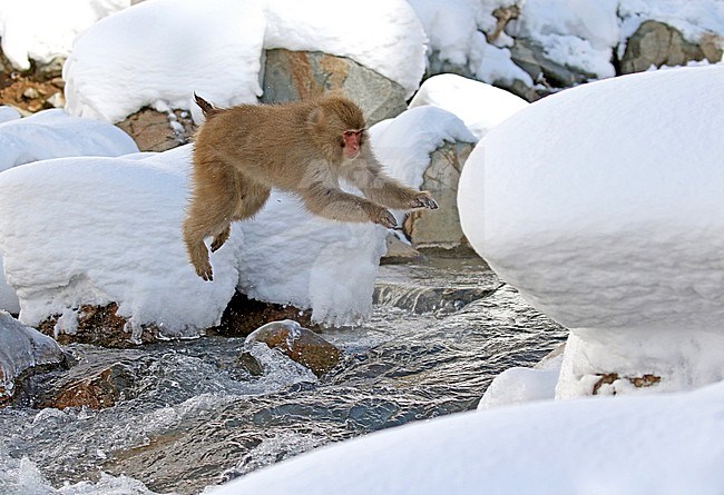 Japanese macaque or Snow Monkey (Macaca fuscata) jumping in the snow stock-image by Agami/Pete Morris,