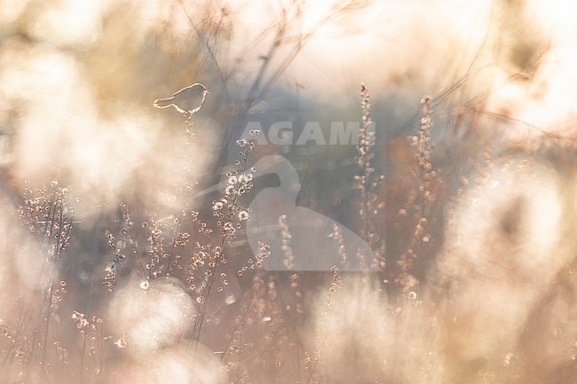 Zitting Cisticola, Cisticola juncidis, in Italy. stock-image by Agami/Daniele Occhiato,