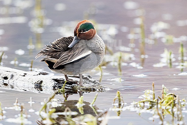 Preening male Eurasian Teal (Anas crecca)  stock-image by Agami/Mathias Putze,