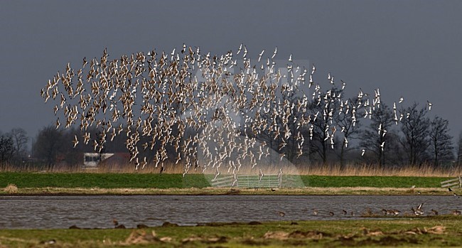 Grutto;Black-tailed Godwit;Limosa limosa; stock-image by Agami/Hans Gebuis,