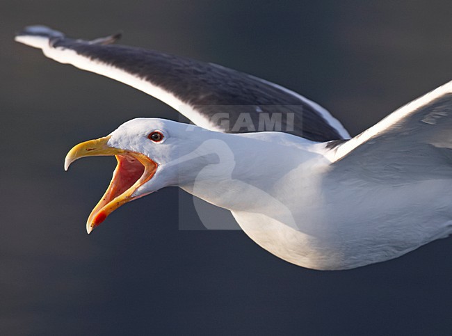 Grote Mantelmeeuw, Greater Black-backed Gull, Larus marinus stock-image by Agami/Jari Peltomäki,