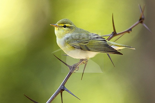 Wood Warbler, Phylloscopus sibilatrix, in Italy. Perched on atwig. stock-image by Agami/Daniele Occhiato,