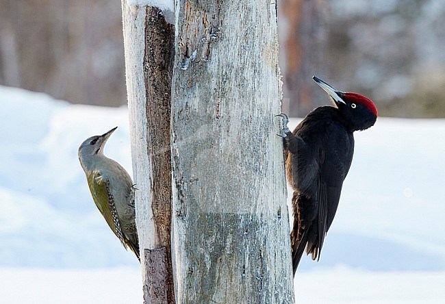 Male Black Woodpecker (Dryocopus martius) perched in Finland during winter.  Together with female Grey-headed Woodpecker (Picus canus). stock-image by Agami/Markus Varesvuo,