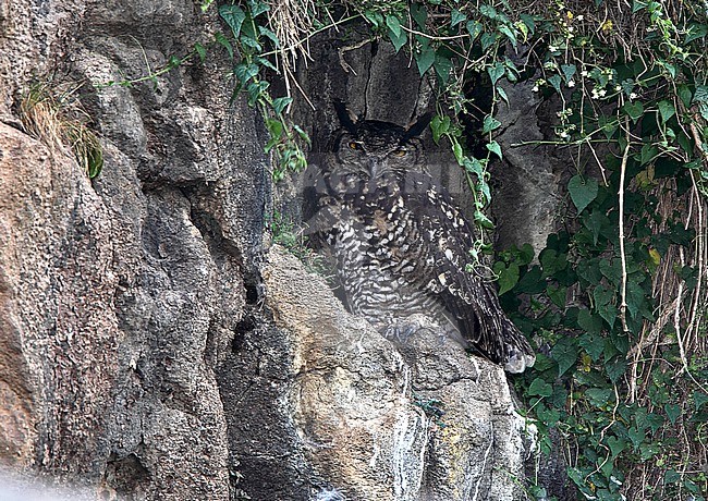 Cape Eagle-Owl (Bubo capensis) at day time roost. stock-image by Agami/Andy & Gill Swash ,