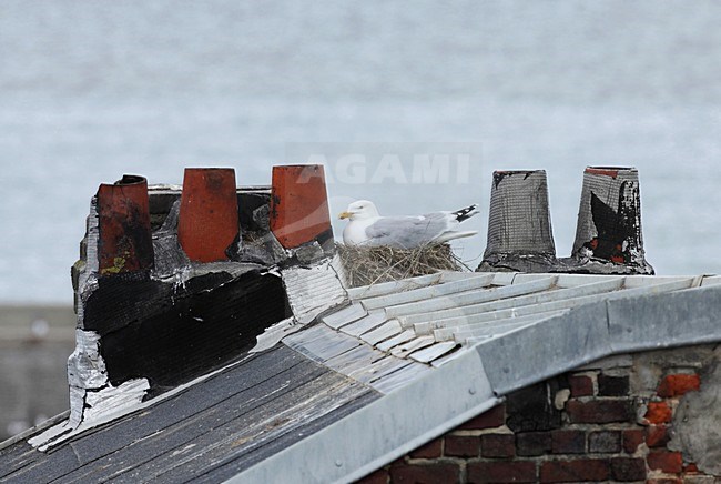 Zilvermeeuw broedend op dak, Herring Gull breeding on roof stock-image by Agami/Jacques van der Neut,