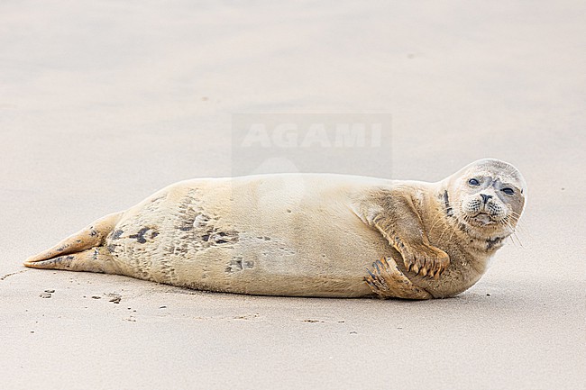  stock-image by Agami/Menno van Duijn,