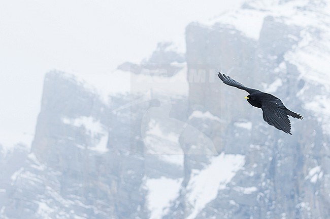 Alpine Chough (Pyrrhocorax graculus) in flight in the snow stock-image by Agami/Ralph Martin,