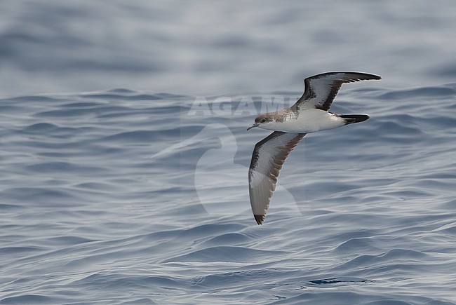 Boyd's Shearwater (Puffinus boydi) is an endemic breeding bird. A recent split and part of the 'little and audubon's shearwater complex'. stock-image by Agami/Eduard Sangster,