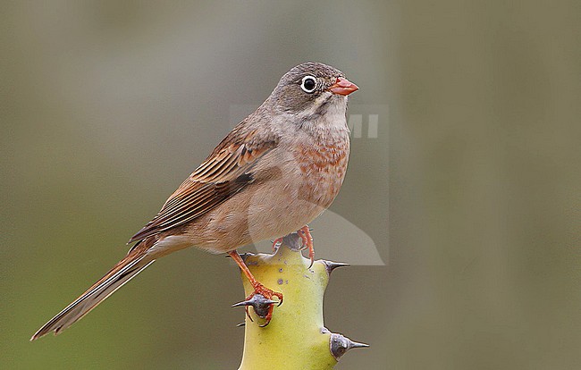 Wintering Grey-necked Bunting (Emberiza buchanani) in India. stock-image by Agami/Clement Francis,