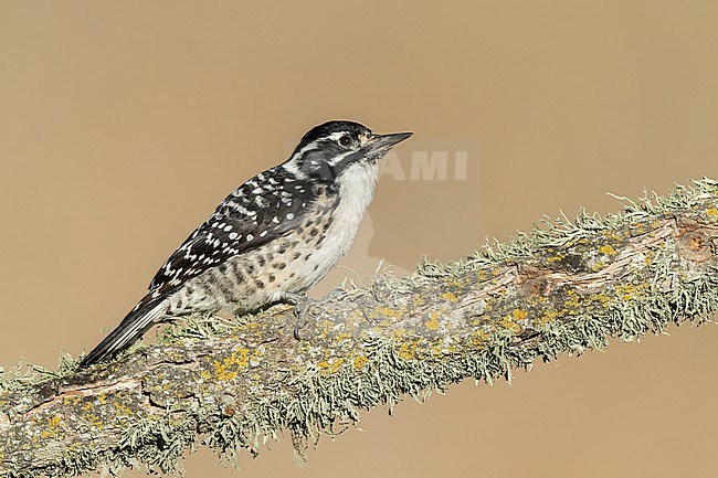 Adult female
Santa Barbara Co., CA
November 2022 stock-image by Agami/Brian E Small,
