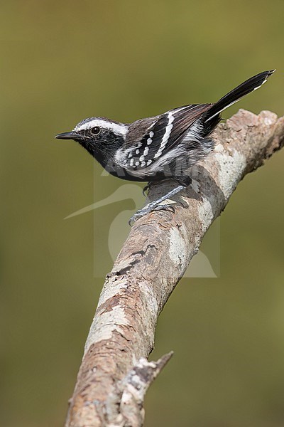 Northern White-fringed Antwren (Formicivora intermedia) perched on a branch in Colombia, South America. stock-image by Agami/Glenn Bartley,