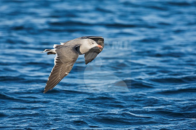 Heermann-meeuw; Heermanns Gul stock-image by Agami/Marc Guyt,
