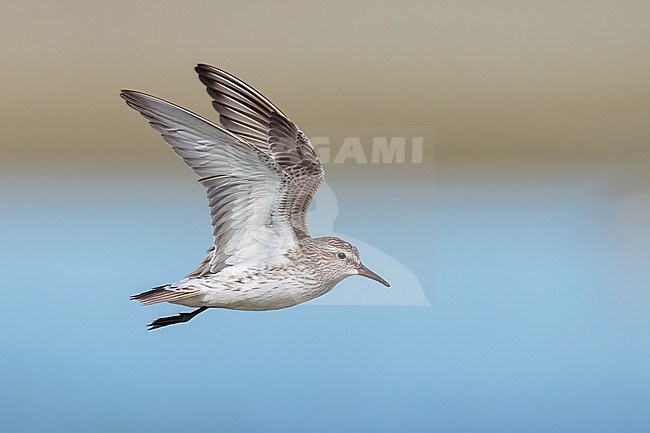 Adult breeding
Galveston Co., TX
May 2023 stock-image by Agami/Brian E Small,