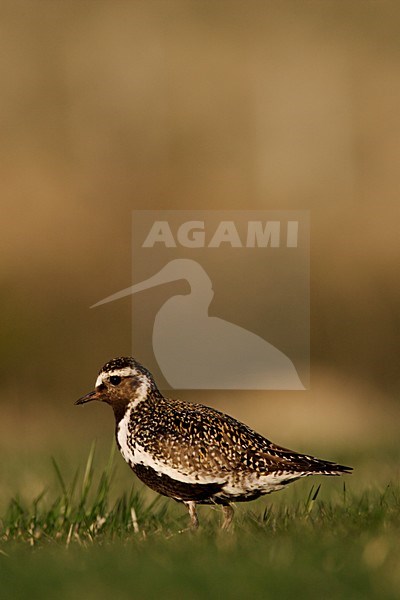 Goudplevier; European Golden PLover stock-image by Agami/Menno van Duijn,