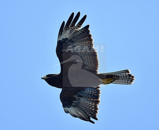 Galapagos Hawk (Buteo galapagoensis) flying over the island Espanola on the Galapagos islands. Seen from below. stock-image by Agami/Laurens Steijn,