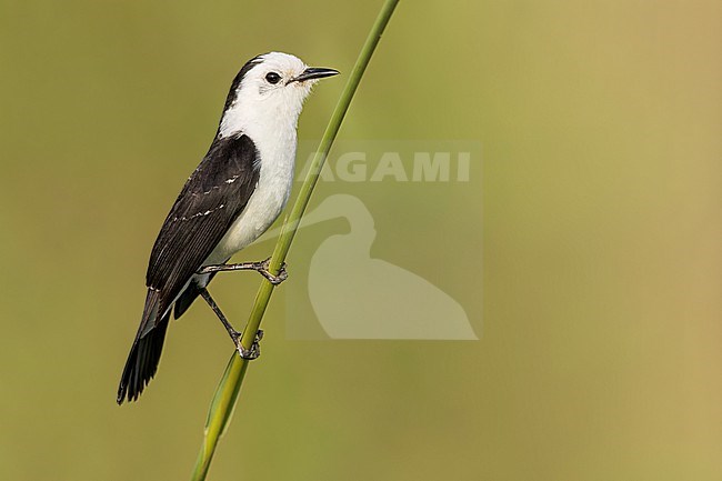 Black-backed Water-Tyrant (Fluvicola albiventer) Perched in reeds in Argentina stock-image by Agami/Dubi Shapiro,