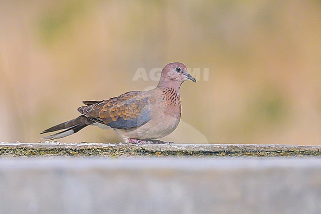Laughing Dove, Spilopelia senegalensis, perched on a trough. stock-image by Agami/Sylvain Reyt,
