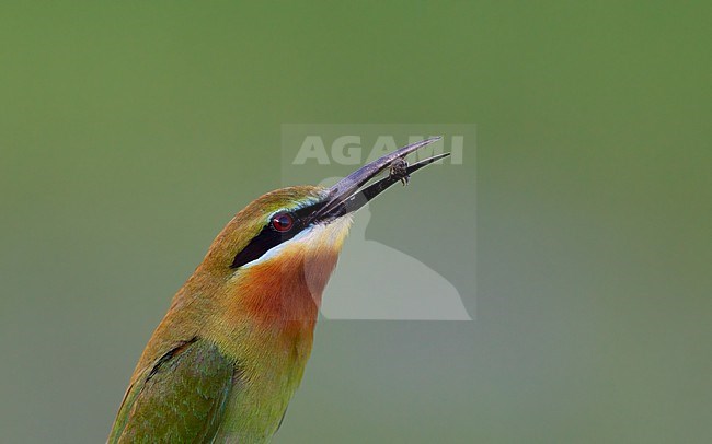Blue-tailed Bee-eater (Merops philippinus) headshot of a bird with a caught Bee at Petchaburi, Thailand stock-image by Agami/Helge Sorensen,