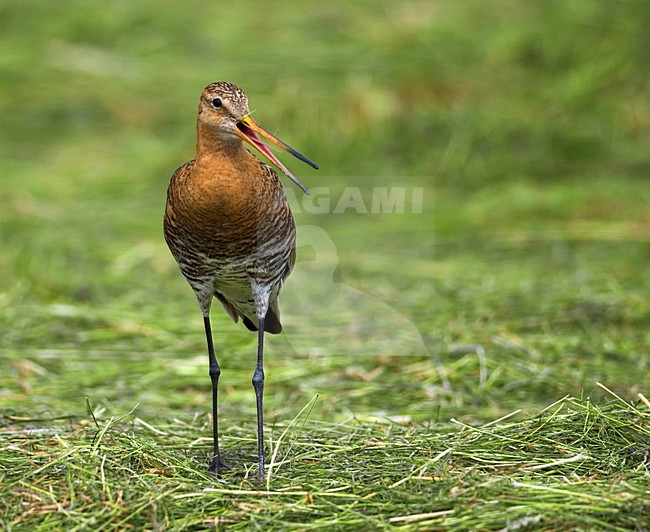 Grutto in weiland; Black-tailed Godwit in meadow stock-image by Agami/Hans Gebuis,