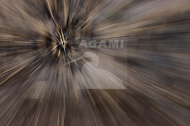 wintering Jack Snipe; stock-image by Agami/Chris van Rijswijk,