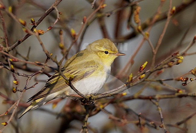 Fluiter zittend op takje; Wood Warbler perched on a branch stock-image by Agami/Markus Varesvuo,