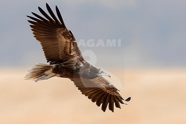 Egyptian Vulture (Neophron percnopterus), juvenile in flight seen from below stock-image by Agami/Saverio Gatto,