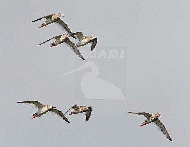 Groepje Tureluurs in de vlucht; Group of Common Redshank in flight stock-image by Agami/Markus Varesvuo,