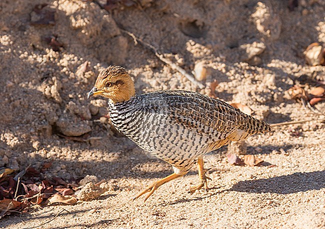 Coqui Francolin (Campocolinus coqui) in South Africa. stock-image by Agami/Pete Morris,